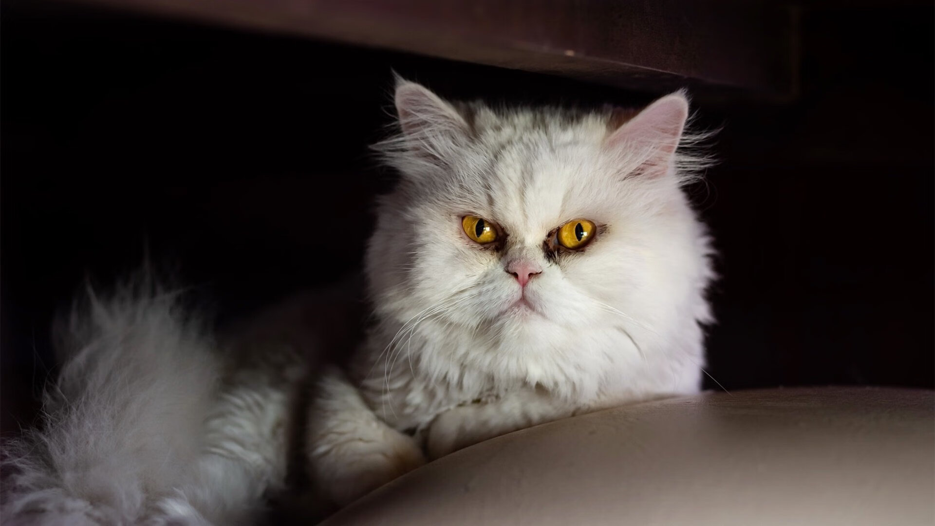 开云·体育官网-影响力最大俱乐部：全球粉丝追随榜单，全球粉丝排名  第6张