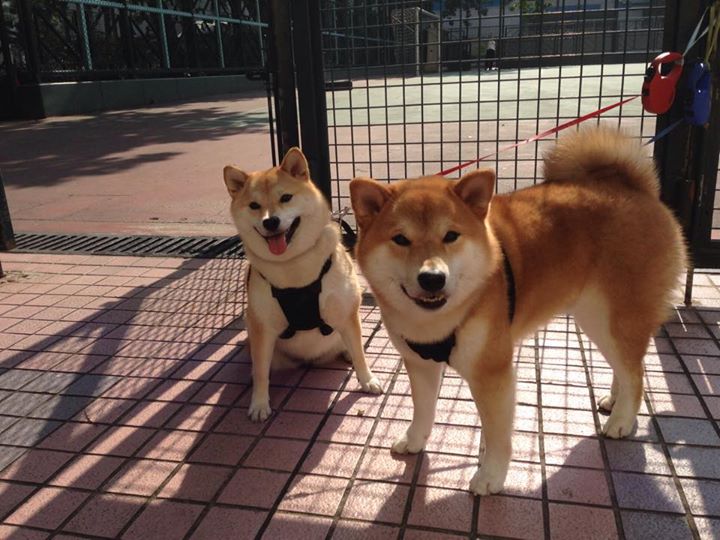 开云·体育官网-体育新闻中心构建体育新闻多语言发布平台，体育新闻术语