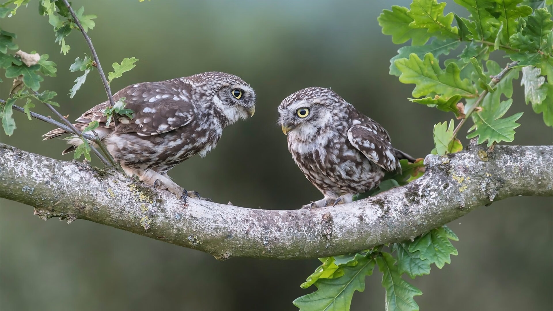 Kaiyun(中国)开云-瑞典队乒乓战术：从防守反击到全面进攻，瑞典著名乒乓球有哪些选手