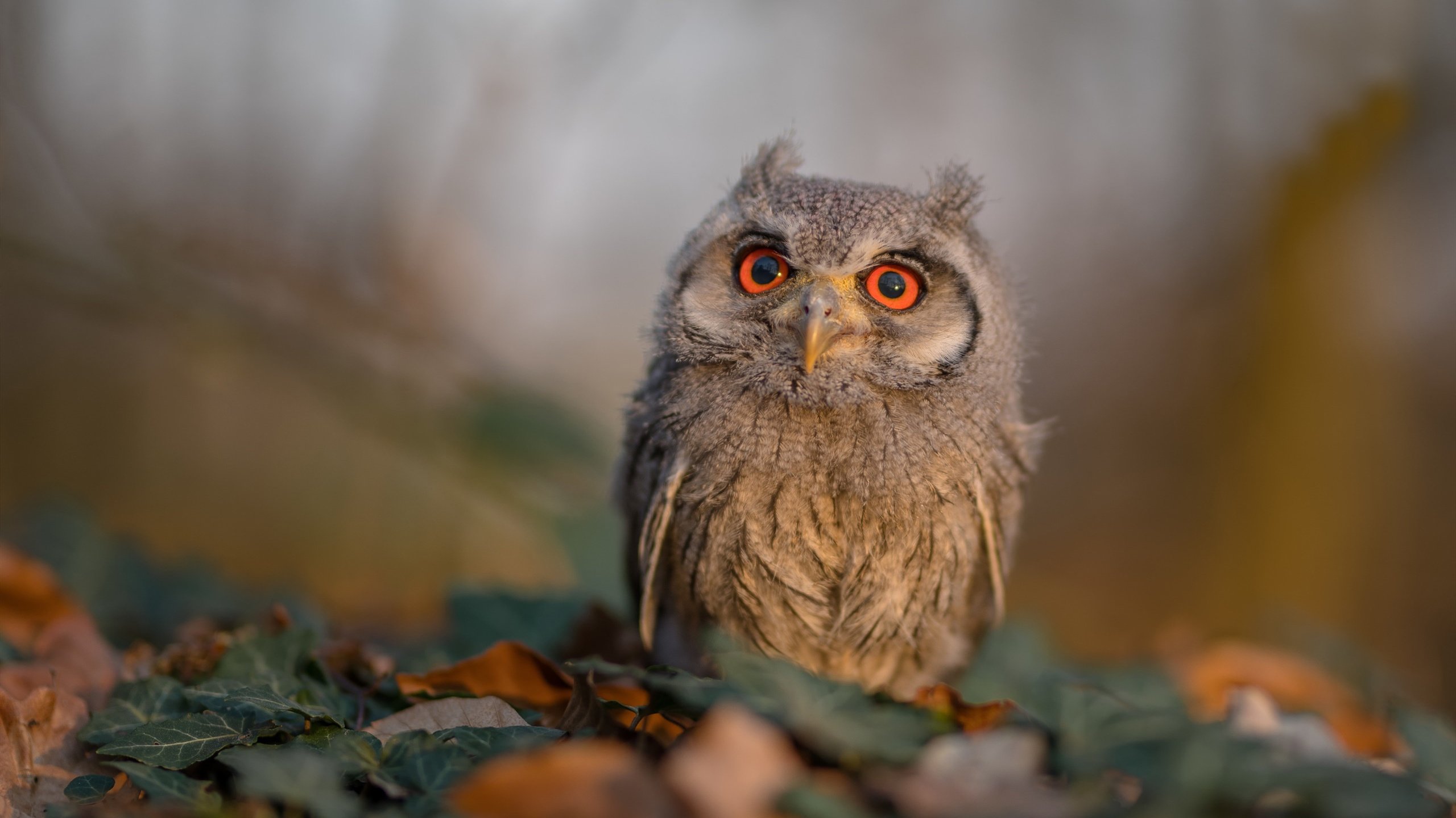 开云网站-世界杯精彩扣人心弦：每一刻都值得回味！，世界杯激动人心时刻  第1张
