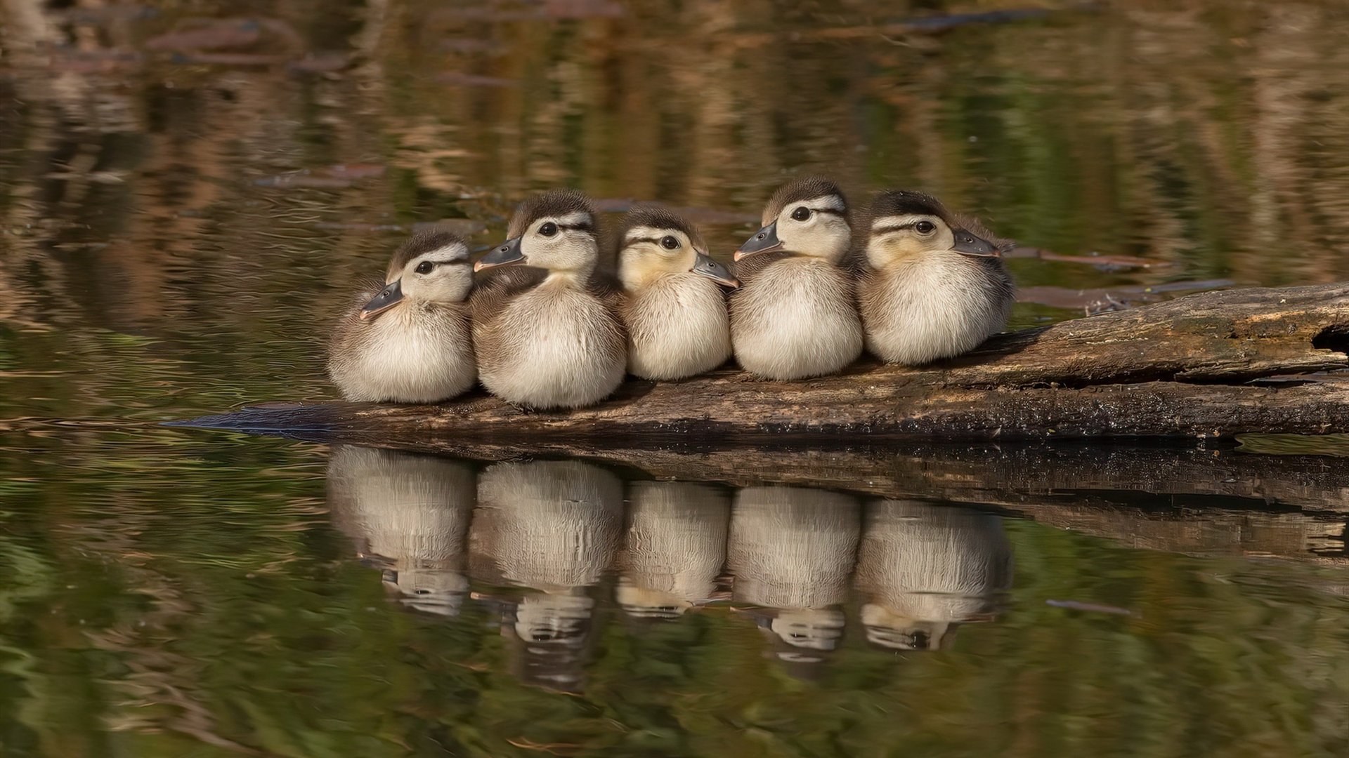 开云入口-塞尔维亚男篮在欧洲预赛中奋勇争先，冲击奥运荣耀，塞尔维亚男子篮球队