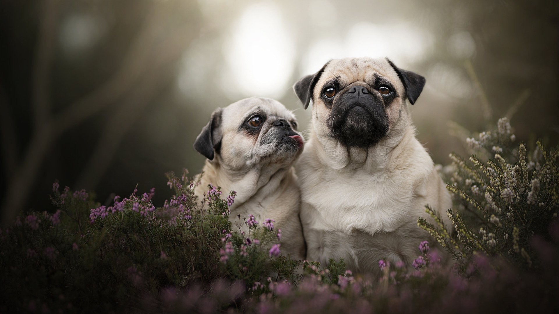 kaiyun中国官方网站-库里强势复出勇士西部格局大变，库里复出首战