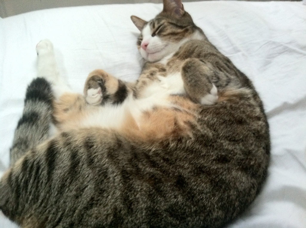 开云·体育官网APP下载-恩多比·恩乔：南非队进攻中枢，关键时刻屡屡带领球队走向胜利