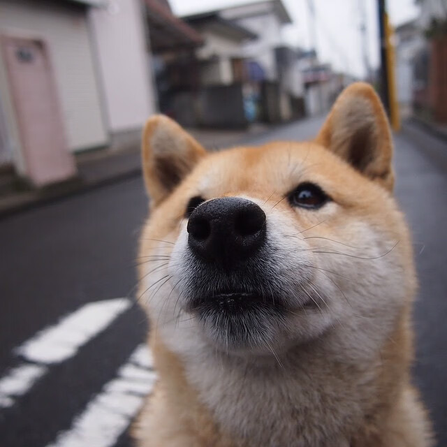 kaiyun中国官方网站-新西兰全黑队凭借无懈可击的球场控制力，战术执行完美，新西兰全黑队队员介绍