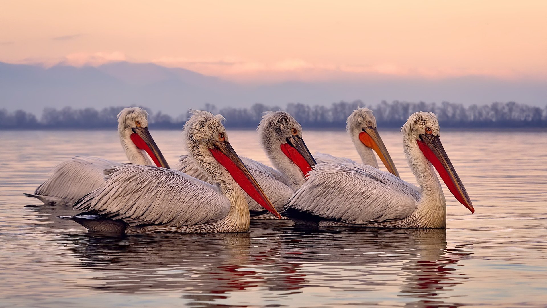 kaiyun中国官方网站-朱婷生日当天收到球迷手绘海报，朱婷生平
