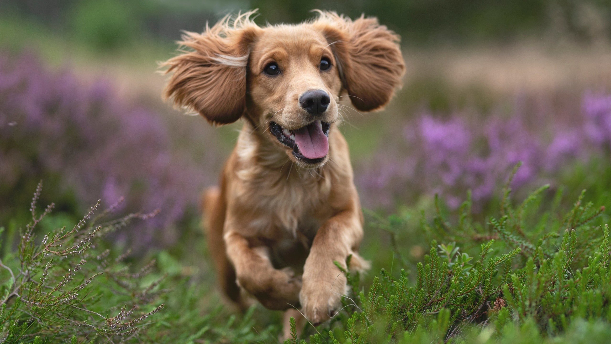 kaiyun官方网站-达米恩·麦肯齐：全黑队的进攻先锋，速度与技巧并存