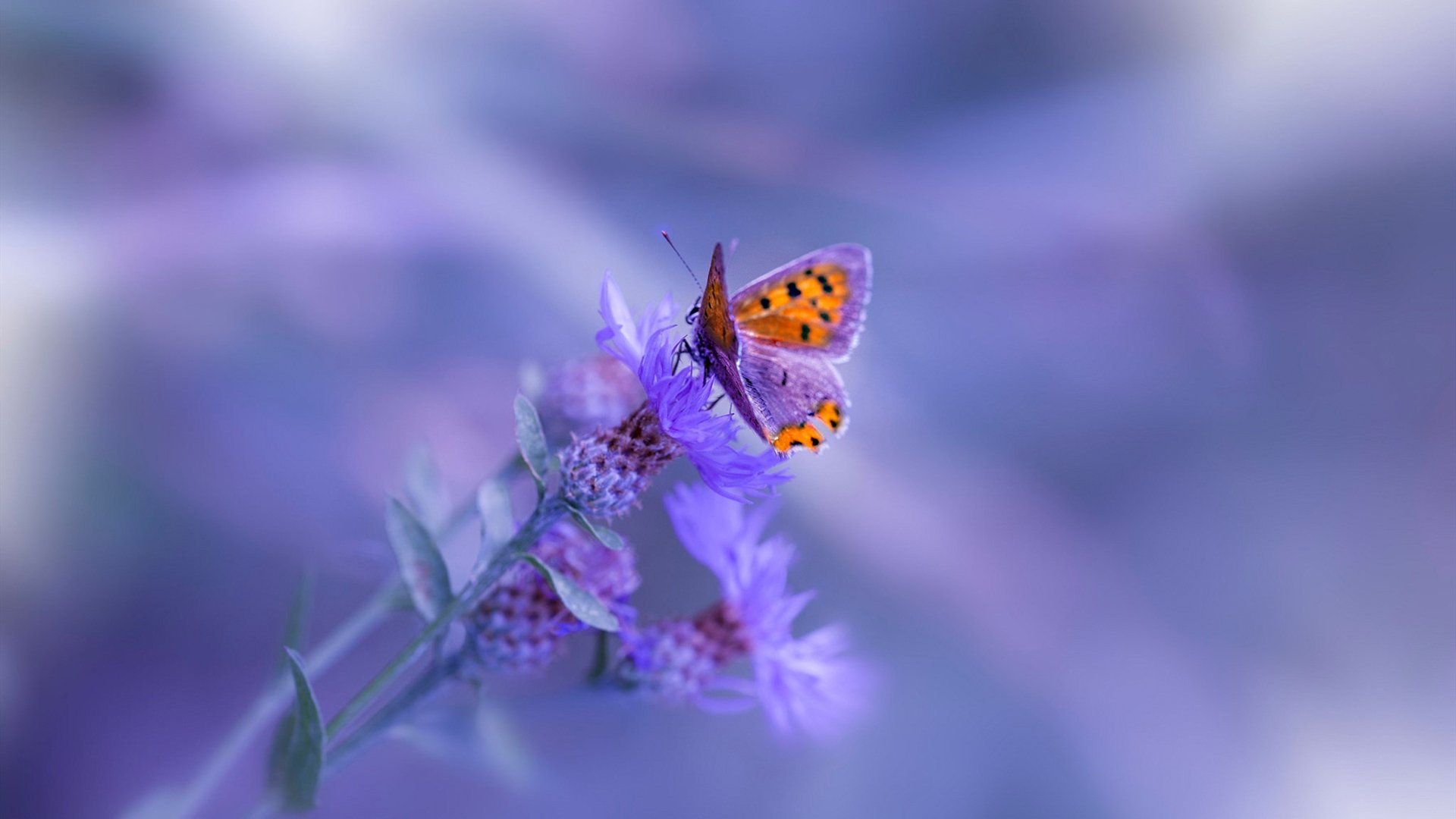 kaiyun中国官方网站-1.1亿元退款背后，是谁在为问题充电宝买单？，充电宝退款在哪里