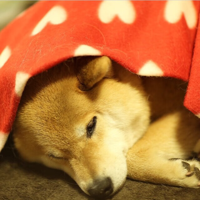 开云体育APP下载-中国足球青训体系逐步实现多元发展，中国足球的青训理念包括