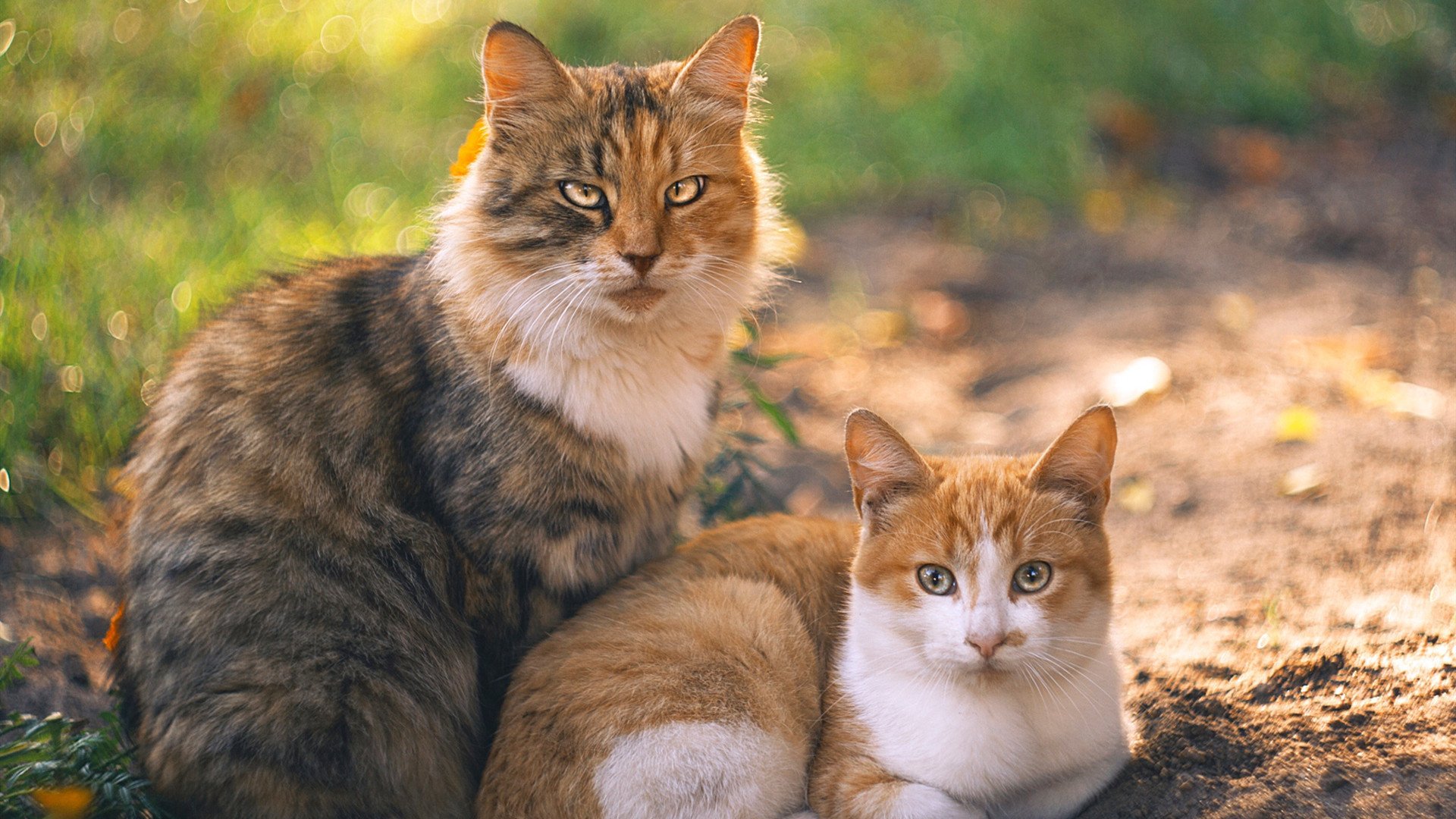 kaiyun官方入口登录-体育新闻中心服务地方体育品牌建设，体育新闻机构
